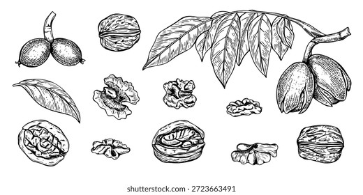 Nozes definir esboço de tinta preta da arte da linha do vetor. Folhas desenhadas à mão no caule, vagens de amadurecimento com casca, nozes descascadas, clip-art monocromático do miolo.