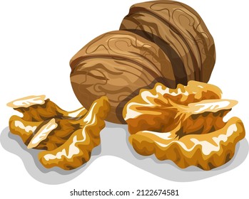 Walnüsse in der Schale und geschält, goldbraun, Vektorgrafik einzeln auf weißem Hintergrund