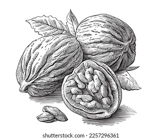 Walnuts sketch hand drawn in doodle style