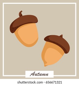 walnuts vector.