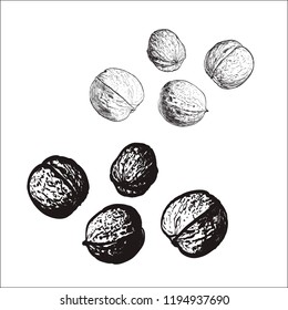 walnuts vector drawing engraving vector