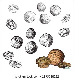 walnuts vector drawing engraving vector