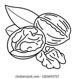 Walnuts. Vector flat outline icon illustration isolated on white background.
