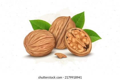Walnuts vector illustration with half piece of walnut with kernel and green leaves 
