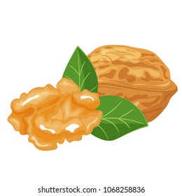 Walnuts vector illustration, hand drawn, drawn cartoon