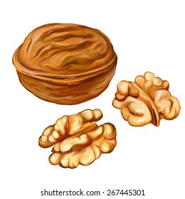 walnuts vector illustration  hand drawn  painted watercolor 