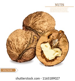Walnuts Vector realistic isolated on white. Autumn detailed harvest