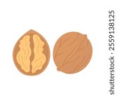 Walnuts. Whole and half brown walnut. Healthy food. Products for snack. Vector illustration, flat style, isolated on white background.