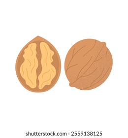 Walnuts. Whole and half brown walnut. Healthy food. Products for snack. Vector illustration, flat style, isolated on white background.