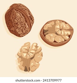 Walnuts, whole and half peeled. Walnut kernel and shell. Realistic vector image of a nut. Food icons.