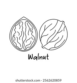 Walnuts. Whole and half walnut. Healthy food. Products for snack. Healthy food. Line icons. Hand drawn sketches, doodle, vector illustration.