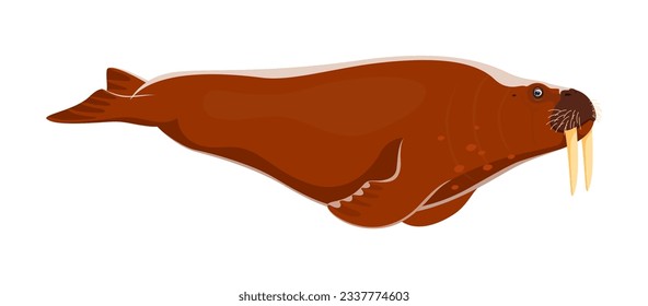 Walrus animal character. Isolated cartoon vector large marine mammal with distinctive tusks, thick blubber and whiskers. Known for their ability to dive deep. Found in arctic waters, excellent swimmer