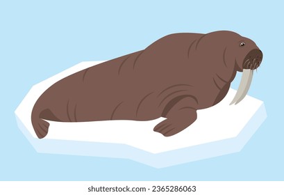 Walrus animal on ice in sea. Ocean aquatic mammal animal. Walrus icon. Nature Vector flat or cartoon illustration.