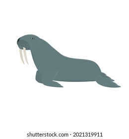 Walrus. Animal walrus, vector illustration