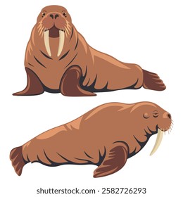 Walrus Animals in Different Poses