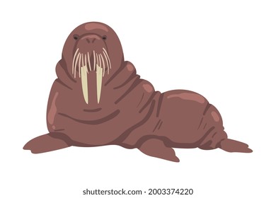 Walrus Arctic Animal, Wild Polar Mammal Cartoon Vector Illustration