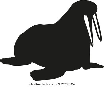 Walrus with big tusk