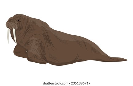 Walrus with big tusks. Realistic arctic animal vector