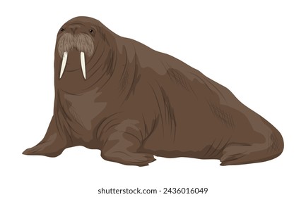 Walrus with big tusks. Realistic arctic animal vector