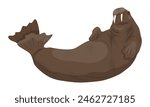 Walrus with big tusks swims in the water. Realistic arctic animal vector
