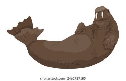 Walrus with big tusks swims in the water. Realistic arctic animal vector