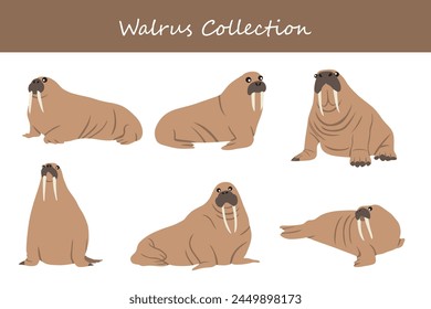 Walrus collection. Vector illustration. Isolated on white background.