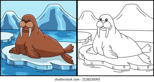 Walrus Coloring Page Colored Illustration