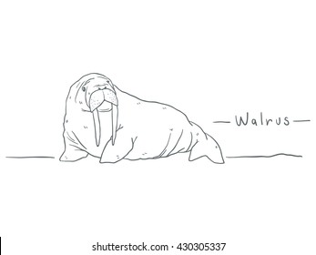 Walrus drawing cartoon doodle