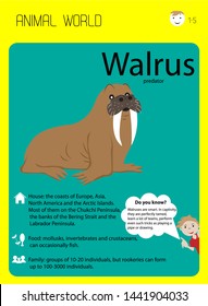 walrus with fangs. Educational flash cards for children, kindergarten. Habitat, food, interesting facts. Home schooling.Animal illustration for zoo ad, nature concept, children book illustrating