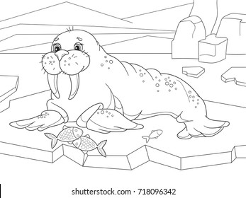 The walrus flippered marine mammal with a discontinuous distribution about the North Pole in the Arctic. Vector illustration. Coloring book