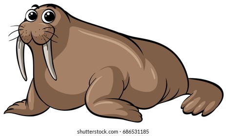 Walrus mit hellem Gesicht, weißer Hintergrund, Vektorgrafik