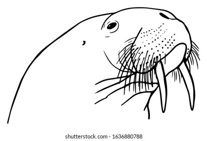 Walrus Head Illustration - Outline Vector