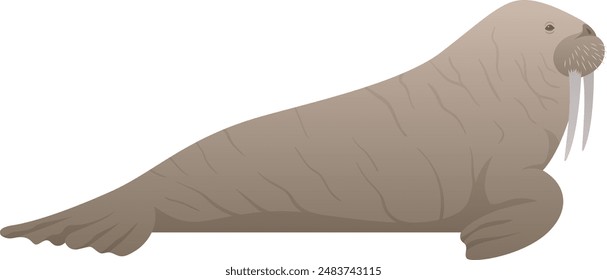 Walrus with long tusks realistic vector illustration. Marine mammal color graphic isolated on white background. North Pole and Arctic ocean animal.