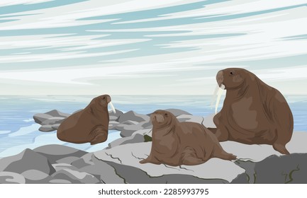 A walrus mother and her two cubs are resting on the rocks on the ocean coast. Wildlife of the Arctic. Realistic vector landscape