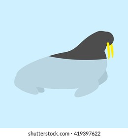 Walrus in ocean. Seal with tusks floating in water. Arctic animals. Natatorial beast Antarctic
