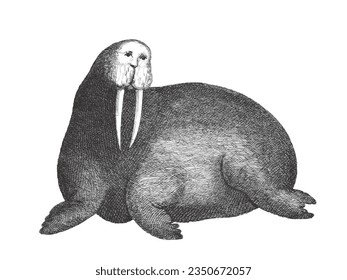 Walrus (Odobenus rosmarus). Doodle sketch. Vintage vector illustration.
