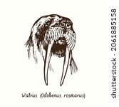 Walrus (Odobenus rosmarus)  head front view. Ink doodle drawing 