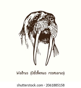 Walrus (Odobenus rosmarus)  head front view. Ink doodle drawing 