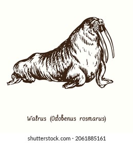 Walrus (Odobenus rosmarus) side view. Ink doodle drawing 