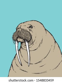 The walrus on blue background,handraw