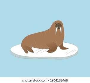 Walrus on the ice vector illustration. Large flippered marine mammal from Arctic