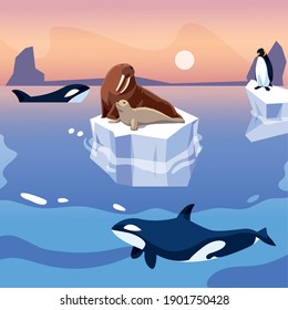 walrus and penguin on iceberg orca whales in the sea vector illustration