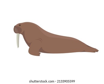 Walrus pinniped. Vector illustration of a large sea animal walrus with tusks isolated on white background. Side view, profile.