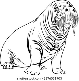 walrus Realistic Animal Hand Drawn Illustration Vector For Coloring Book