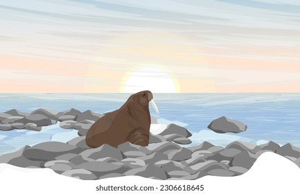 A walrus are resting on the rocks on the ocean coast. Wildlife of the Arctic. Realistic vector landscape