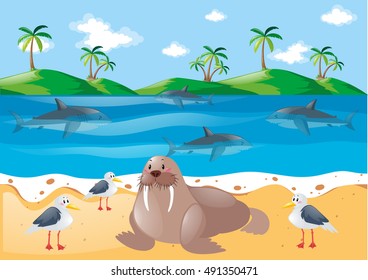 Walrus and sea animals on beach