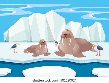 Walrus and seagull on ice illustration