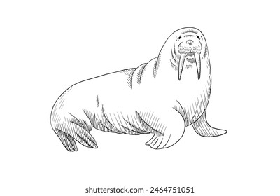 Walrus sketch for print or engraving. Drawing of a wild arctic animal in vector