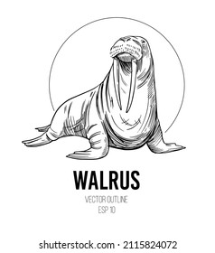 Walrus sketch. Vector illustration. Black outline on a transparent background