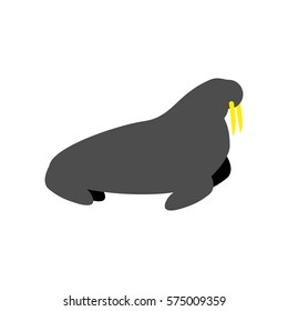 Walrus solated. sea calf on white background. Animal north pole. Beast Antarctica and Arctic

